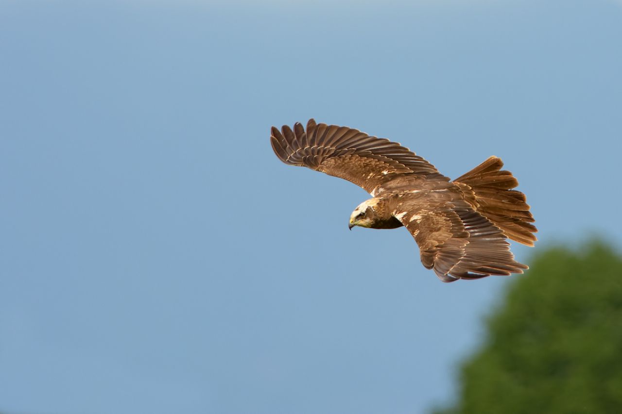 Falco di palude (Circus aeruginosus)